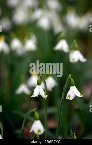 galanthus trymlet,snowdrop,snowdrops,spring,flower,flowers,flowering,white,green marking,markings,marked,mark,RM Floral Stock Photo