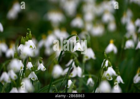galanthus trymlet,snowdrop,snowdrops,spring,flower,flowers,flowering,white,green marking,markings,marked,mark,RM Floral Stock Photo