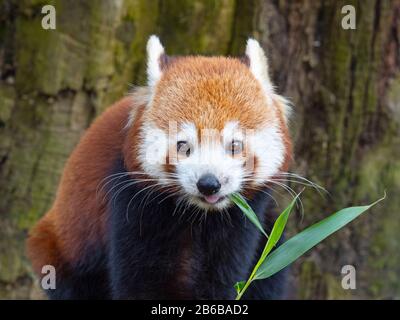 Red panda Ailurus fulgens eating bamboo leaves Stock Photo