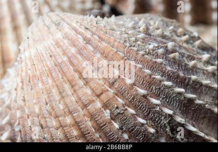 Shells of the Prickly Cockle (Acanthocardia echinata) Stock Photo