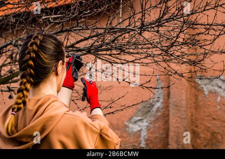Care taking of tree - a young girl cleaning trees in spring. Stock Photo