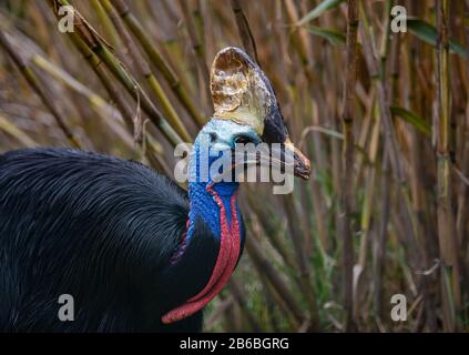 A Southern Cassowary Bird In A Bamboo Forest Stock Photo