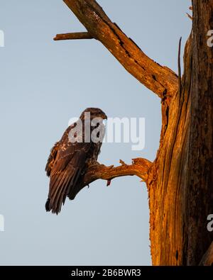 Common buzzard (Buteo buteo) resting in a dead tree in the warm early morning light. Stock Photo