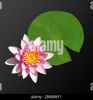 Water Lily (lat. Nymphaea) varieties Attraction on a dark background. Leaf and flower Stock Photo