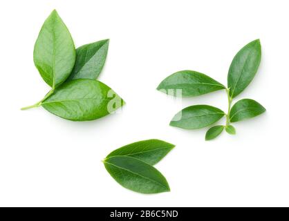 Blueberry leaves isolated on white background. Flat lay. Light shadow. Top view Stock Photo