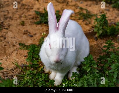 A Classic White Bunny Rabbit with Pink Ears on Green Weeds Stock Photo