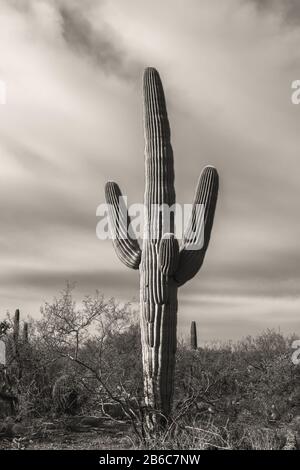 Saguaro cacti (Carnegiea gigantea), and surrounding plants at saguaro forest, Saguaro National Park, Arizona, USA, in black and white. Stock Photo