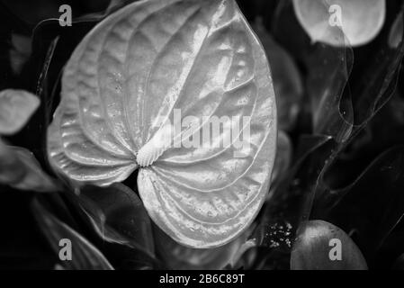 anthurium flower close up view Stock Photo