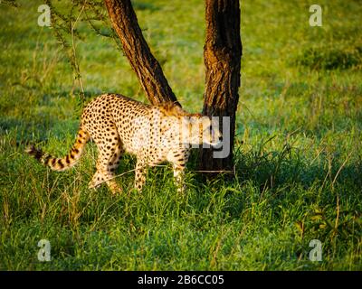 Cheetah (Acinonyx jubatus) walks in front of a tree in the Serengeti Nationalpark Stock Photo