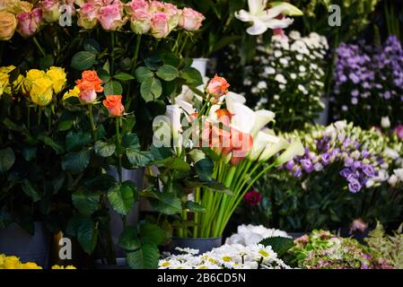 calla lily flower close up Stock Photo