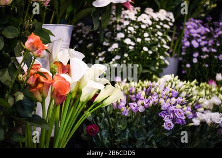 calla lily flower close up Stock Photo