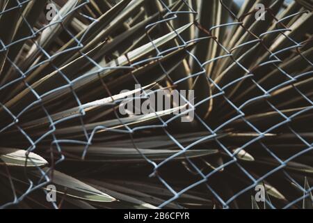 Aloe vera with wire netting fence in the foreground Stock Photo