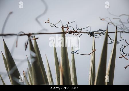 Aloe vera with wire netting fence in the foreground Stock Photo