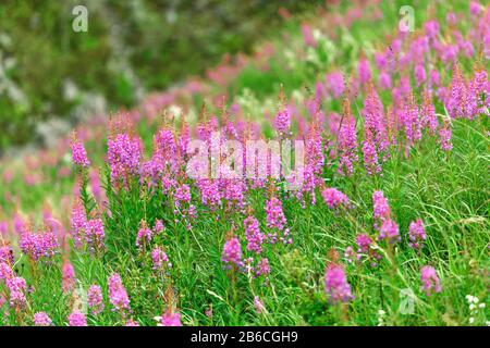 Flowering willow-herb or blooming sally meadow Stock Photo