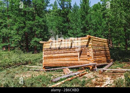 New log house under construction in forest Stock Photo