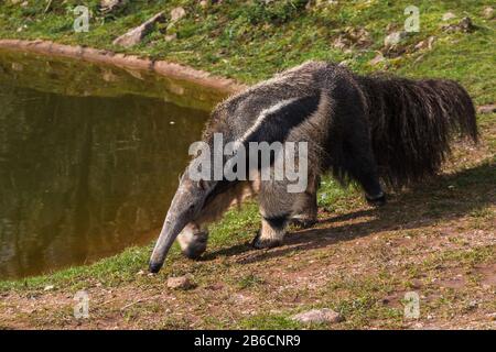 Close up of a Giant Anteater walking around an area of water.