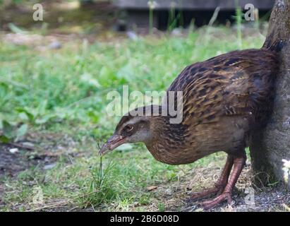 Weka Gallirallus australis in a park at the South Island of New Zealand Stock Photo