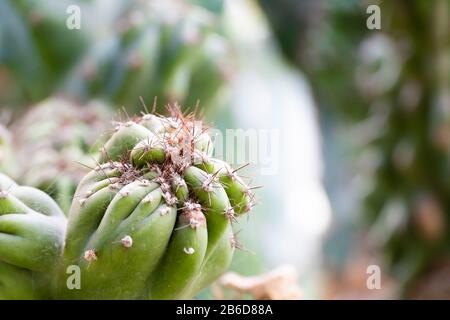 cactus close up for ilustration or background Stock Photo
