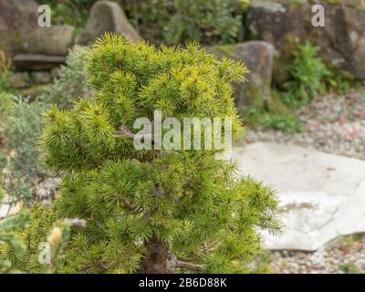 pine bonsai Pinaceae tree in a gravel garden outdoors and daylight Pinaceae tree Stock Photo