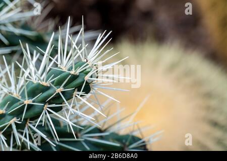 cactus close up for ilustration or background Stock Photo