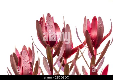 Leucadendron salignum with red leaves and drops of water isolated on white background Stock Photo
