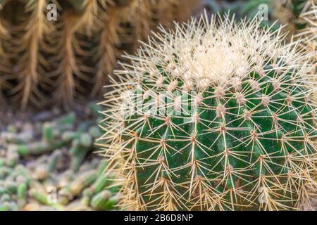 cactus close up for ilustration or background Stock Photo