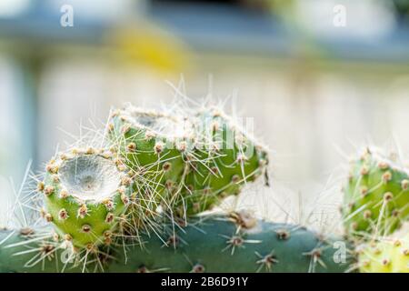 cactus close up for ilustration or background Stock Photo