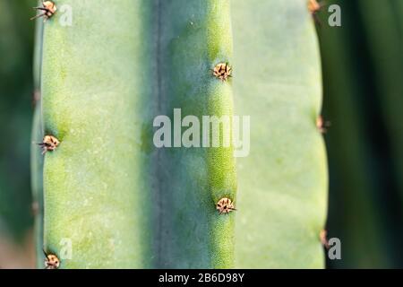 cactus close up for ilustration or background Stock Photo