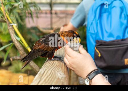 Dusky Lory,Pseudeos fuscata at Woburn Safari Park Stock Photo