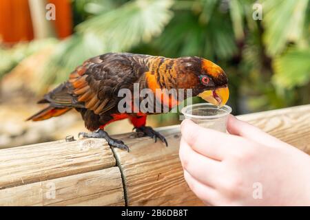 Dusky Lory,Pseudeos fuscata at Woburn Safari Park Stock Photo