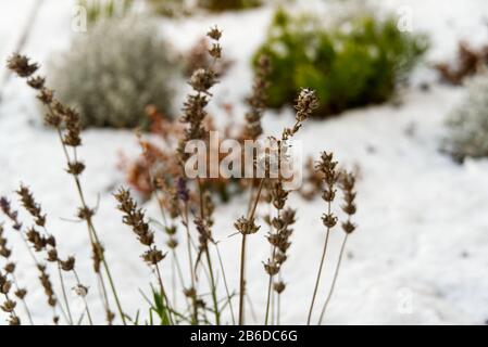 Morning frost on lavender plant blurred frosty background Stock Photo
