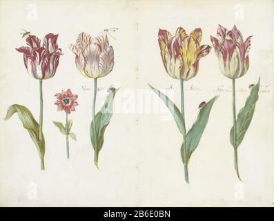 Journal of a tulip book Four tulips with insects and smaller flower Ensemble folded and on both sides with tulips meant blades (series title) Four tulips, three with the names: Noons Wyt, S. Pietter and Admiral Pottenbacker. Manufacturer :  draftsman: Jacob Marrel Dating: ca. 1640 Physical characteristics: in watercolor brush, pen and brown, gouache, on parchment material: parchment watercolor gouache (watercolor ) Dimensions: h 340 mm × W 449 mmToelichtingTitel is correct (2010-09-20)  Subject: insects: dragon-flyinsects: beetleinsects: ladybirdinsects: waspflowers: tulip Stock Photo