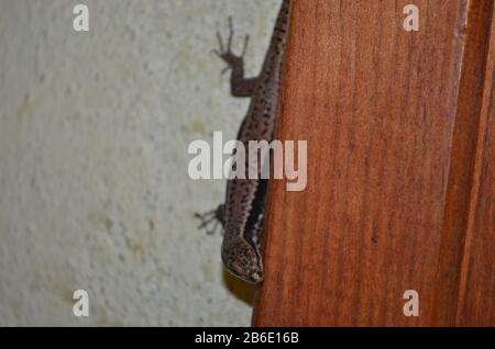 A closeup of a European common wall lizard on a yellow wall next to a wooden door in a mountain village house in the North of Montenegro Stock Photo