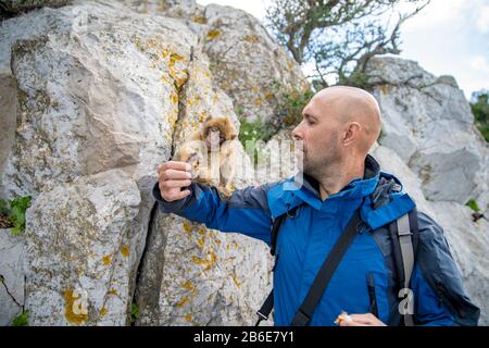 hiker feeds young monkeys on a hiking trail in Gibraltar Stock Photo
