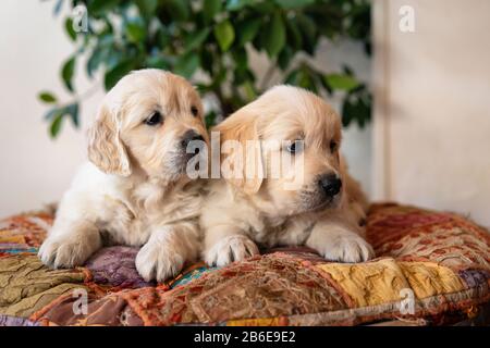 Couple of cute golden retriever puppies lying down portrait Stock Photo