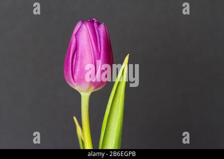 A solitary pink tulip bud and leaves photographed indoors against a greyish-brown background Stock Photo