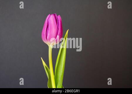 A solitary pink tulip bud and leaves photographed indoors against a greyish-brown background Stock Photo