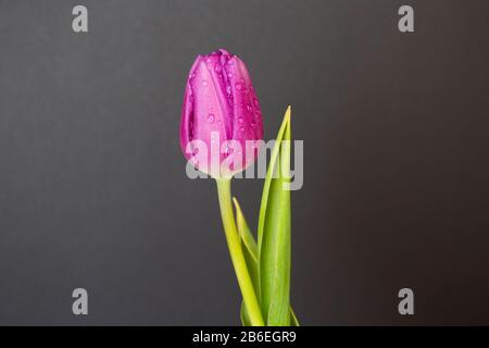 A solitary pink tulip bud with water droplets and leaves photographed indoors against a greyish-brown background Stock Photo