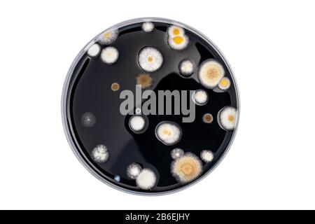 Petri dish with mixed of bacteria colonies Stock Photo