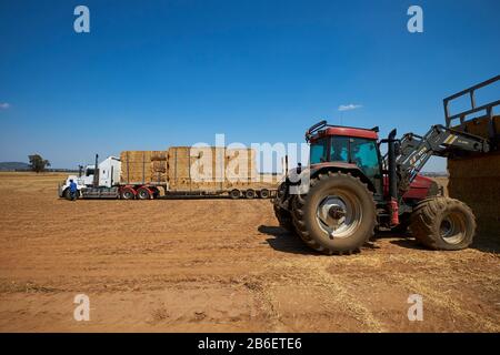 A tractor loads a farmer's bales of hay onto a truck. In Victoria, Australia. Stock Photo