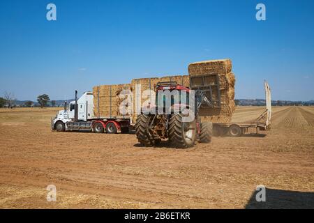 A tractor loads a farmer's bales of hay onto a truck. In Victoria, Australia. Stock Photo