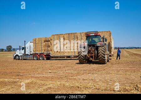 A tractor loads a farmer's bales of hay onto a truck. In Victoria, Australia. Stock Photo