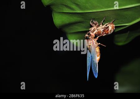 Cicada is taking off its shell and emerging. Stock Photo