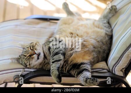 Domestic tabby cat asleep on its back, tongue slightly protruding Stock Photo