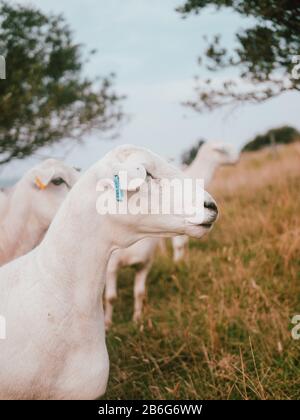A portrait of some sheep on an operational farm in Australia Stock Photo