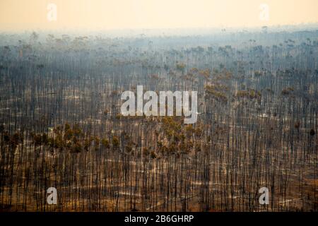 Burnt Trees from Bush Fire in Australia Stock Photo