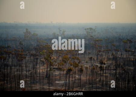 Burnt Trees from Bush Fire in Australia Stock Photo