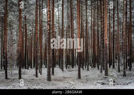 a beautiful pine forest just slipped by slender and long pines Stock Photo