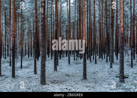 a beautiful pine forest just slipped by slender and long pines Stock Photo