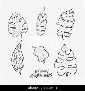 Hand drawn doodle monstera leaves Stock Vector
